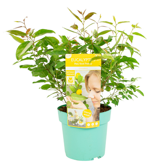 Gum bush - Eucalyptus 'Citriodora' - Height 40-50cm - ⌀19cm