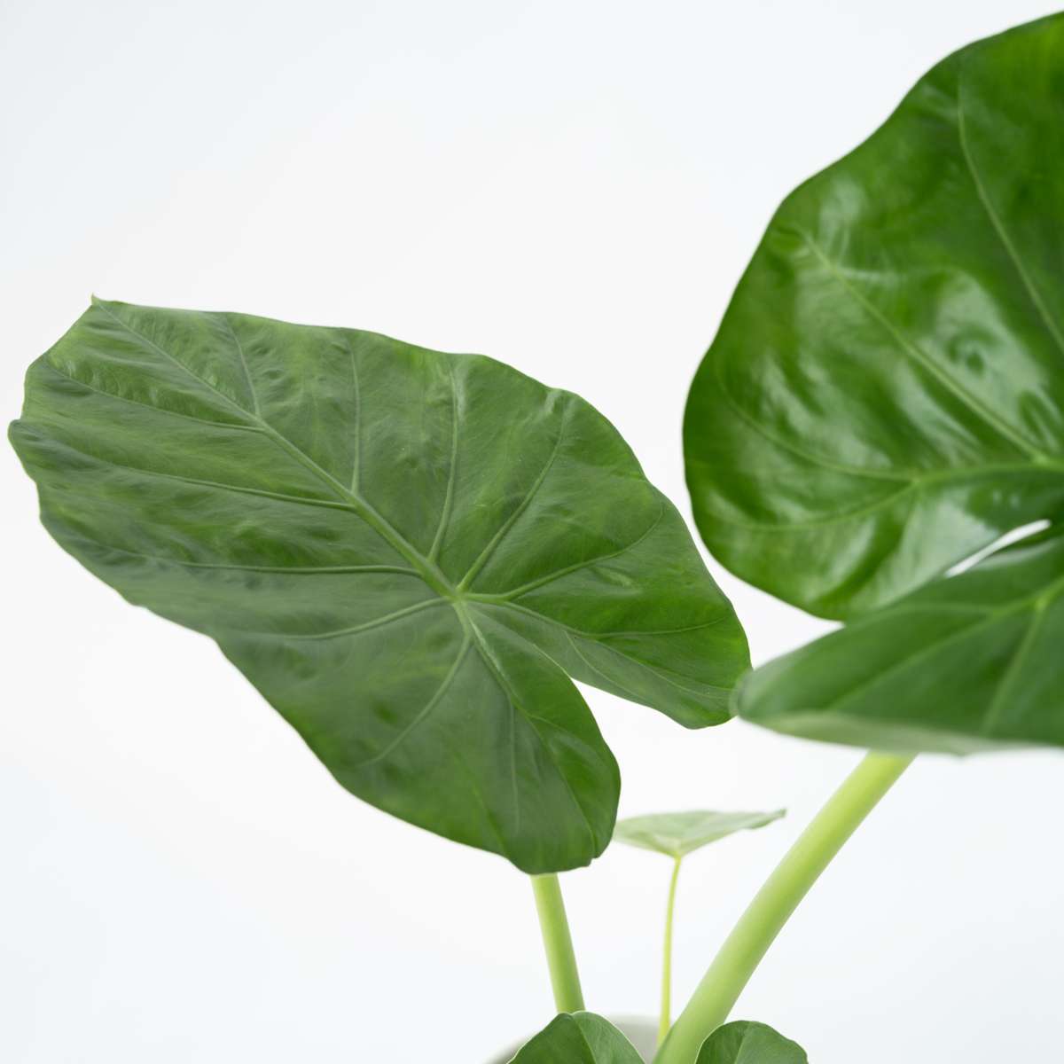 Elephant's Ear - 2 pcs. - Alocasia 'Macrorrhizos' - Height 60-70cm - ⌀17cm