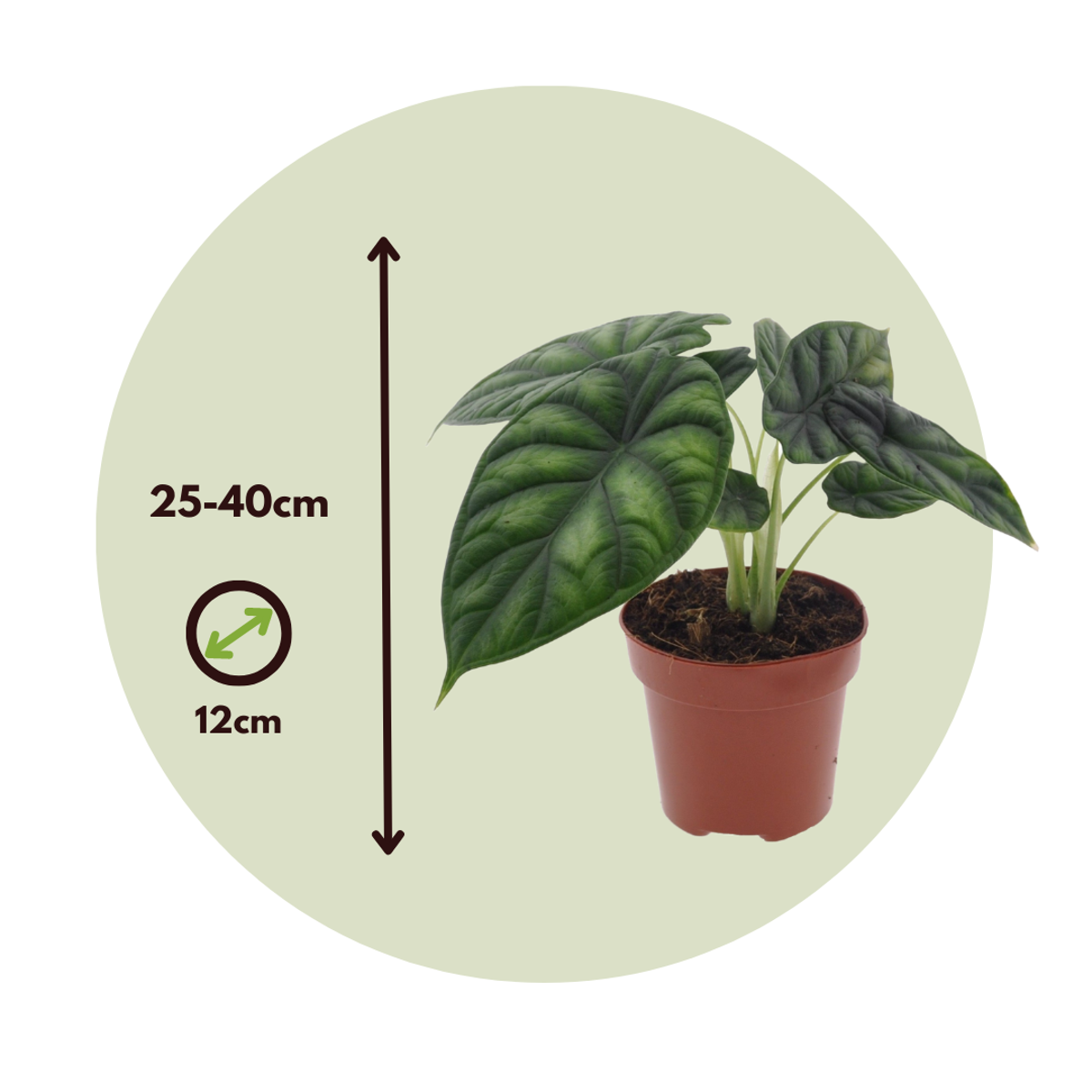 Dragon Plant - Alocasia 'Dragon Scale' - Height 30-40cm - ⌀12cm