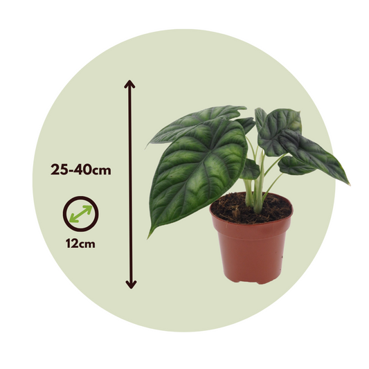 Dragon Plant - Alocasia 'Dragon Scale' - Height 30-40cm - ⌀12cm