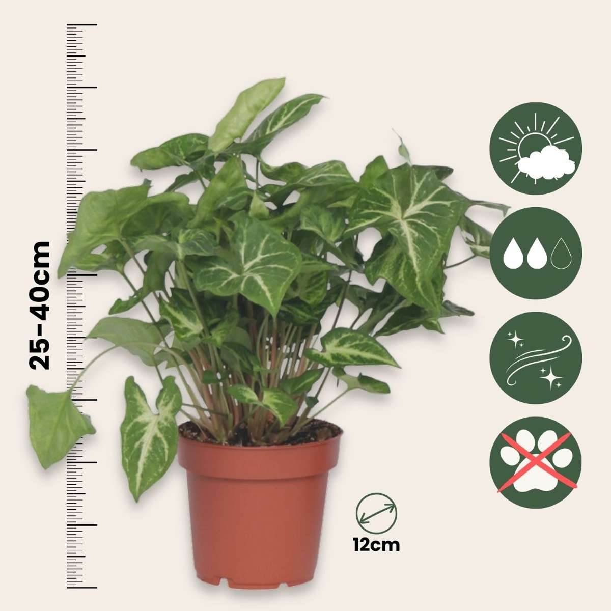 Arrowhead Plant Red Heart - Syngonium 'Pixie' - Height 25-40cm - ⌀12cm