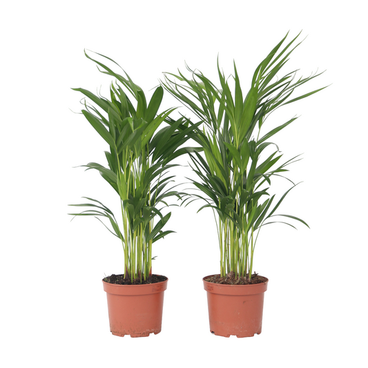 Areca palm 'Golden Cane' - 4 pcs. - Dypsis lutescens - Height 60-70cm - ⌀17cm