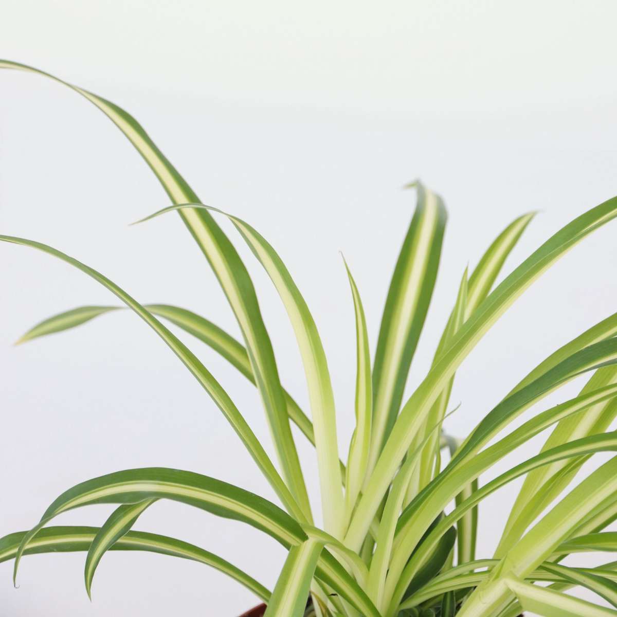 Spider plant - Chlorophytum comosum 'Atlantic' - Height 25-40cm - ⌀12cm
