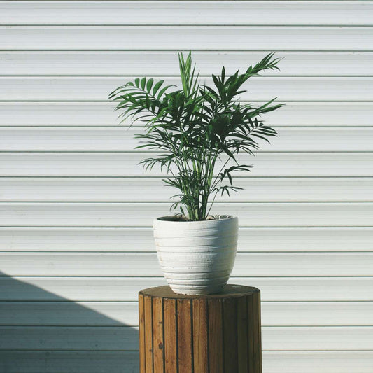 Parlour Palm - 3 pcs. - Chamaedorea elegans - Height 30-40cm - ⌀12cm