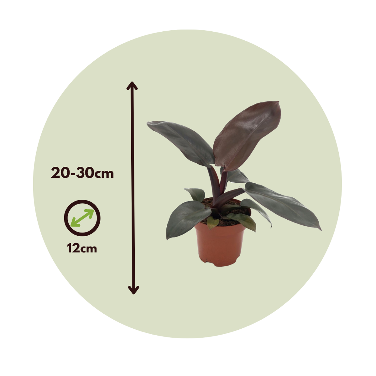 Sweetheart Plant - Philodendron 'Black Cardinal' - Height 20-30cm - ⌀12cm