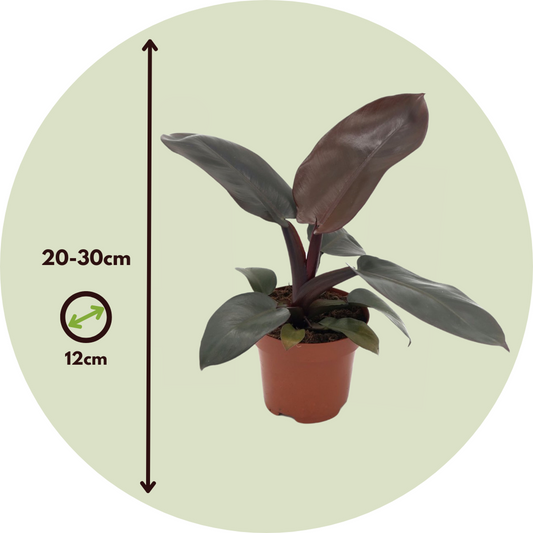 Sweetheart Plant - 2 pcs. - Philodendron 'Black Cardinal' - H20-30cm - ⌀12cm