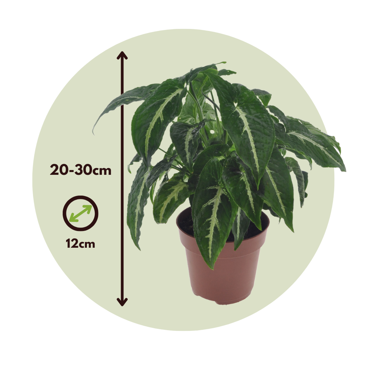 Arrowhead Plant - Syngonium 'Wendlandii' - Height 20-30cm - ⌀12cm