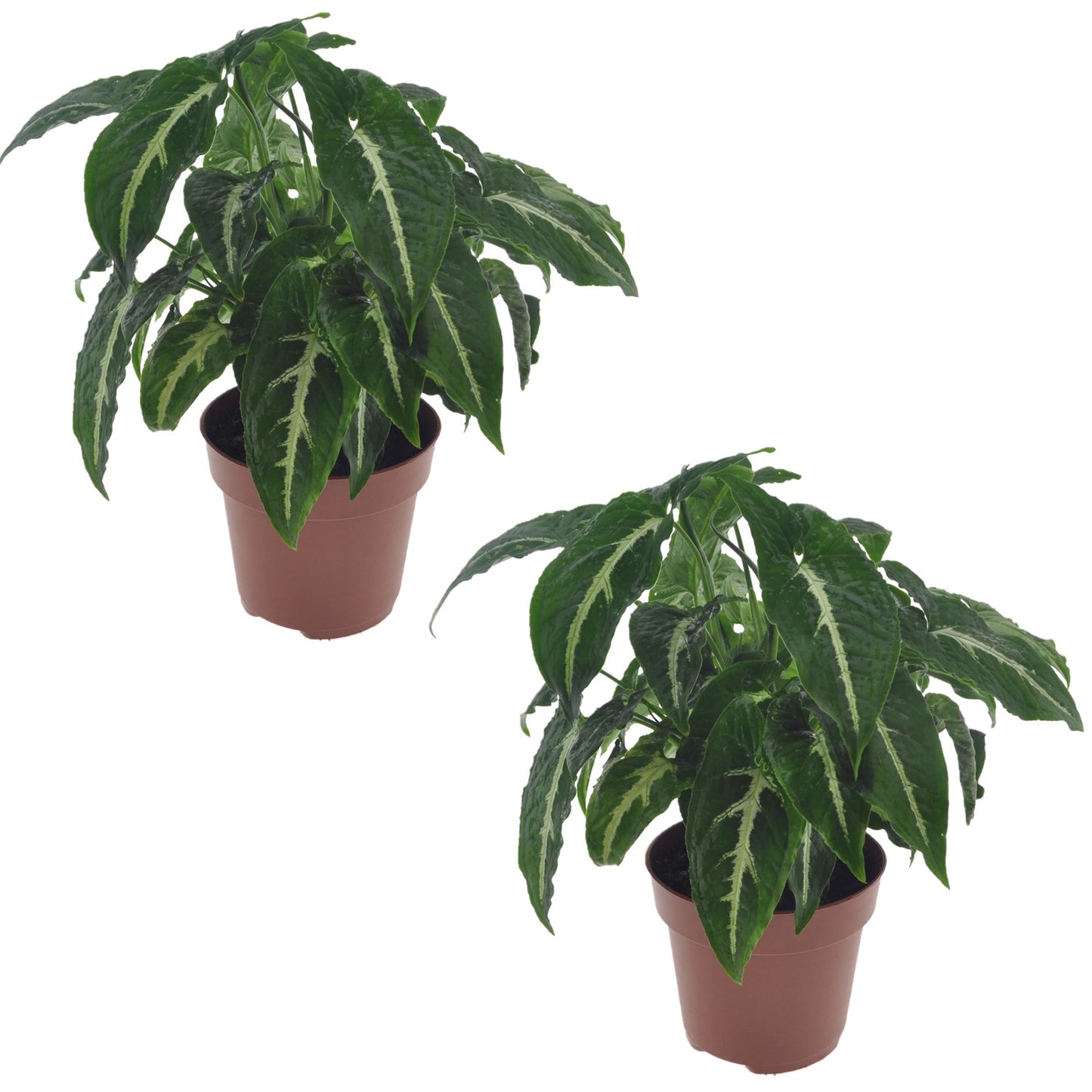 Arrowhead Plant - 2 pcs. - Syngonium 'Wendlandii' - Height 20-30cm - ⌀12cm