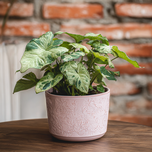 Arrowhead Plant - 2 pcs. - Syngonium 'Milk Confetti' - Height 20-30cm - ⌀12cm