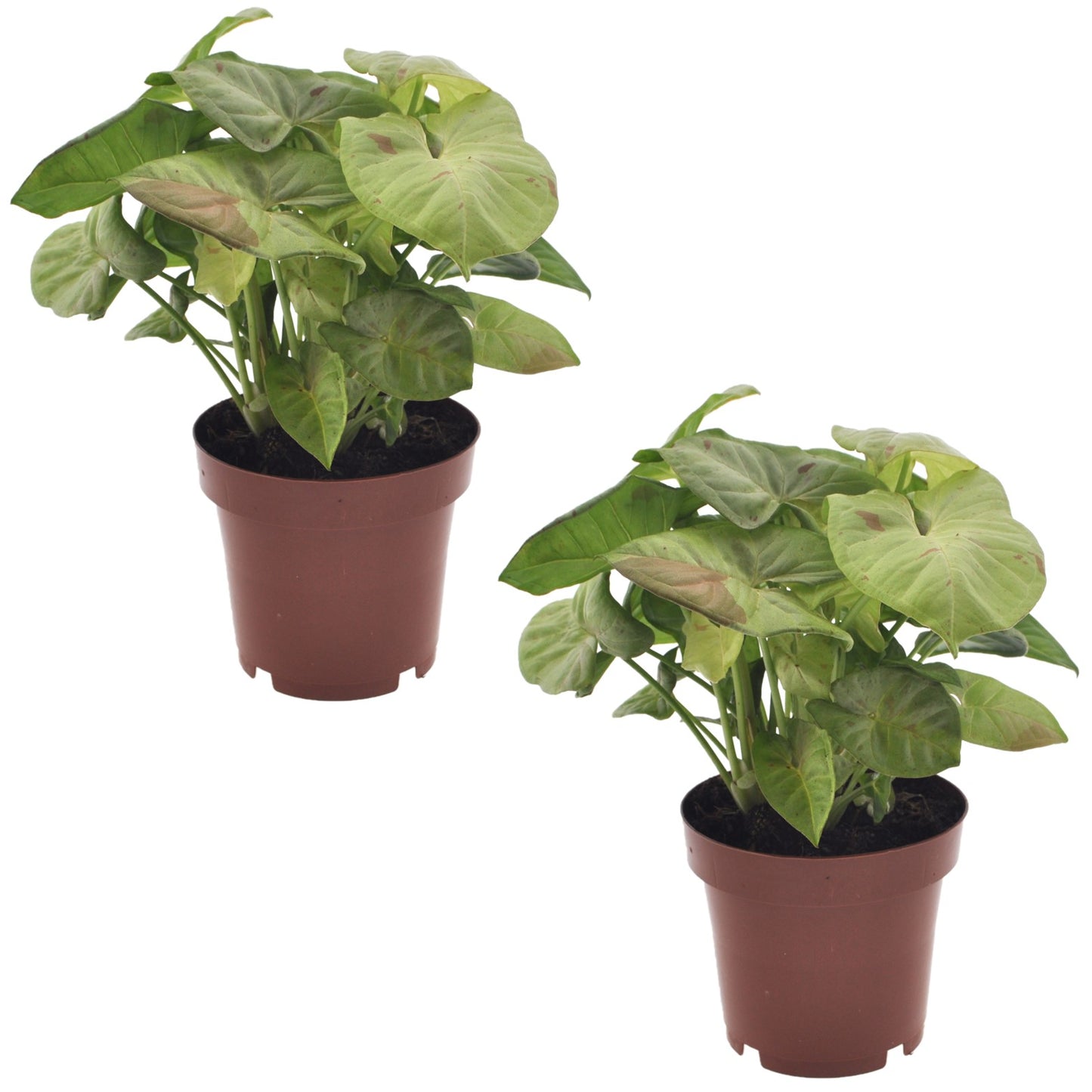 Arrowhead Plant - 2 pcs. - Syngonium 'Milk Confetti' - Height 20-30cm - ⌀12cm