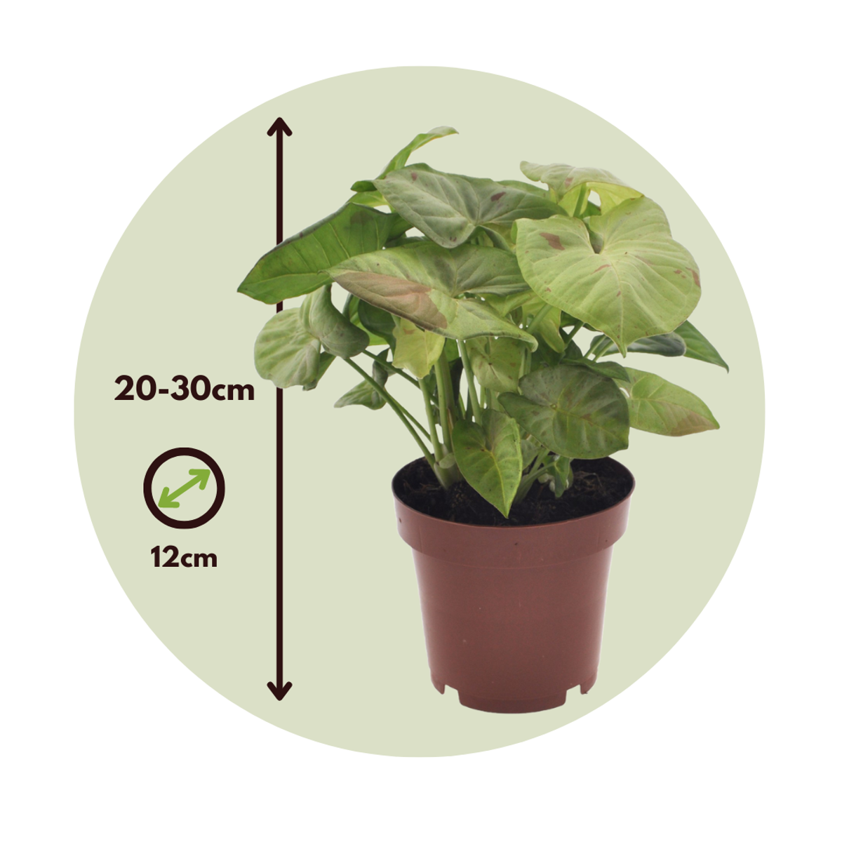 Arrowhead Plant - 2 pcs. - Syngonium 'Milk Confetti' - Height 20-30cm - ⌀12cm