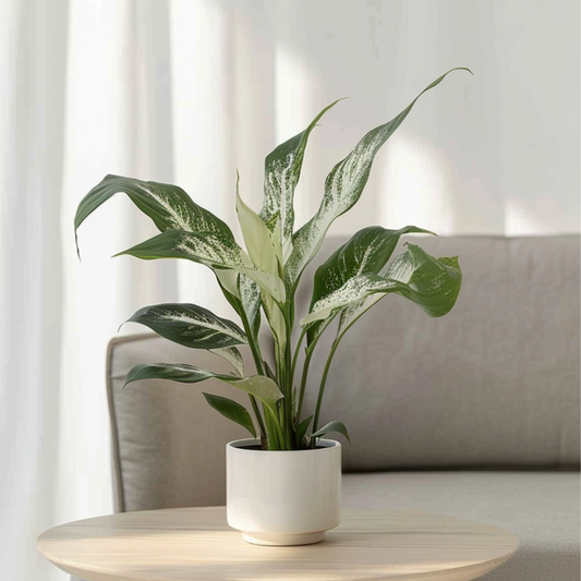 Peace lilly - Spathiphyllum 'Diamond' - Height 40-50cm - ⌀12cm