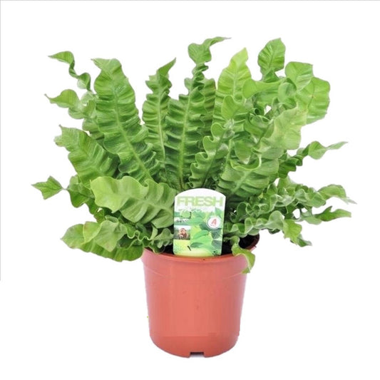Bird's Nest Fern - Asplenium nidus 'Crispy Wave' - Height 40-50cm - ⌀17cm