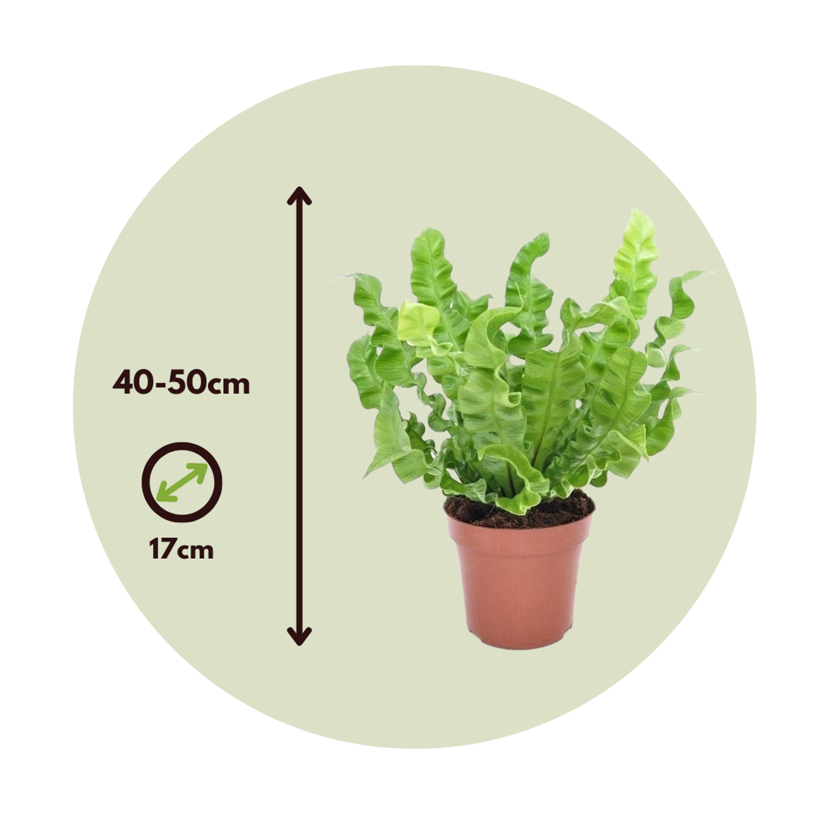 Bird's Nest Fern - Asplenium nidus 'Crispy Wave' - Height 40-50cm - ⌀17cm