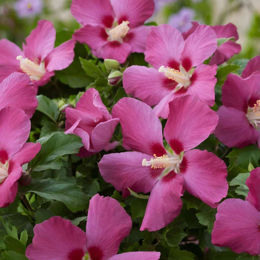 Rose of Sharon - 3 pcs. - Hibiscus syriacus - Height 25-40cm - ⌀17cm