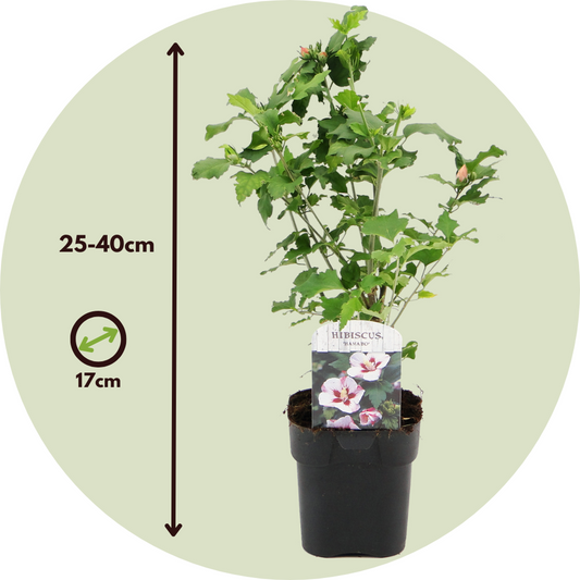 Rose of Sharon - 6 pcs. - Hibiscus syriacus - Height 25-40cm - ⌀17cm