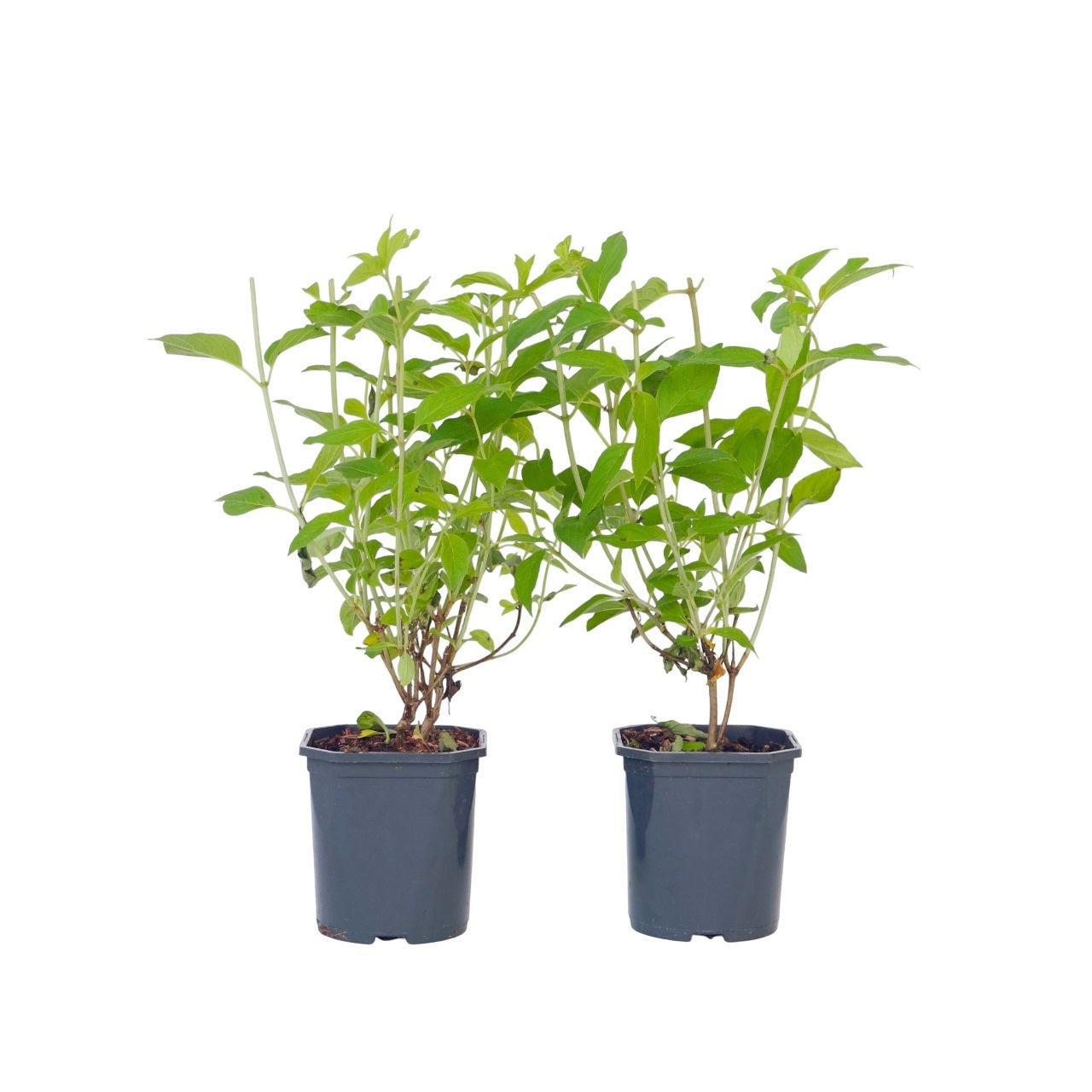 Hortensia - 2 pcs. - Hydrangea paniculata 'Grandiflora' - Height 30-40cm - ⌀17cm