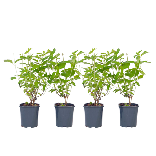 Hortensia - 4 pcs. - Hydrangea paniculata 'Grandiflora' - Height 30-40cm - ⌀17cm