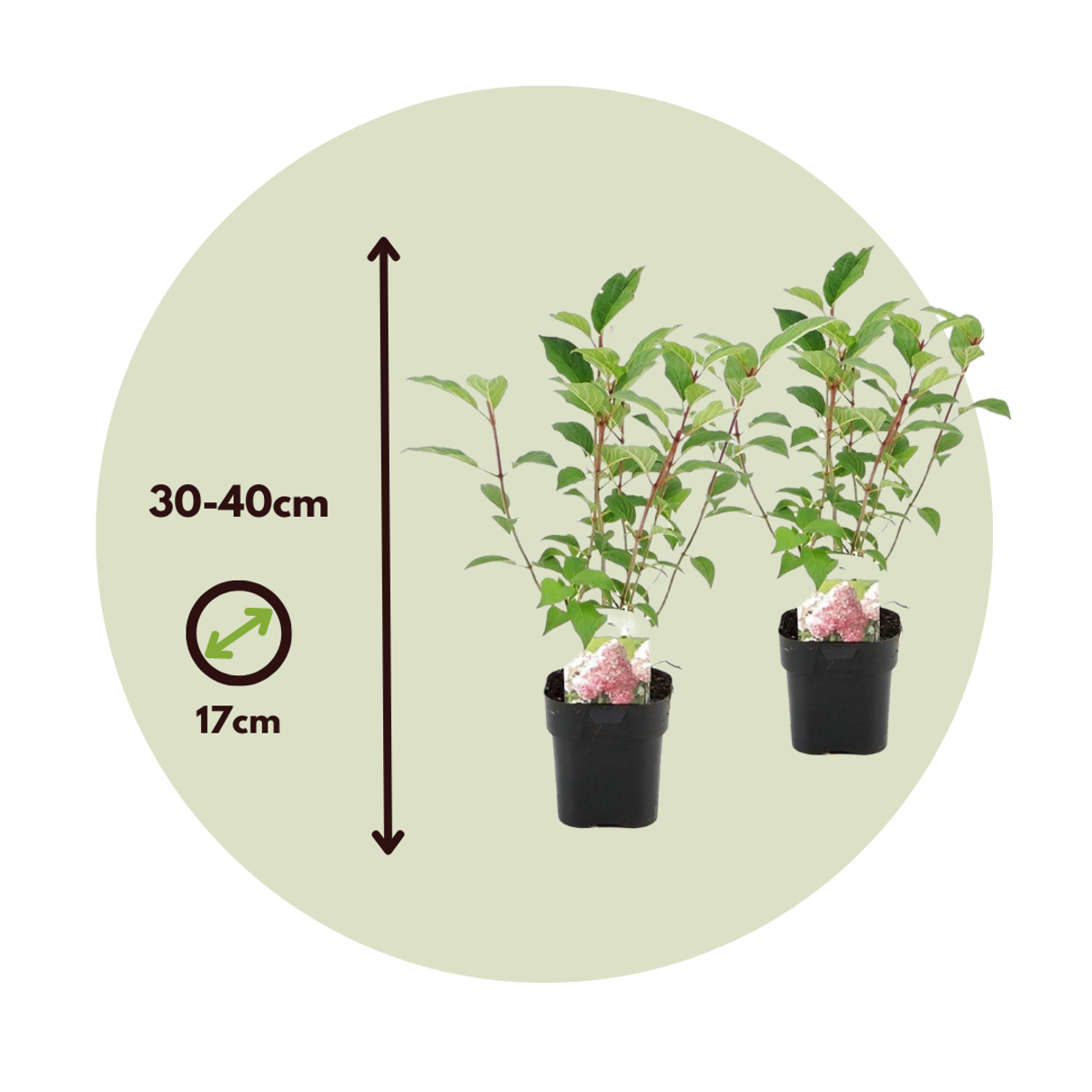 Hortensia - 2 pcs. - Hydrangea paniculata 'Pink Diamond' - H30-40cm - ⌀17cm