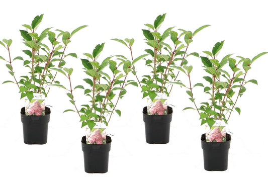 Hortensia - 4 pcs. - Hydrangea paniculata 'Pink Diamond' - H30-40cm - ⌀17cm