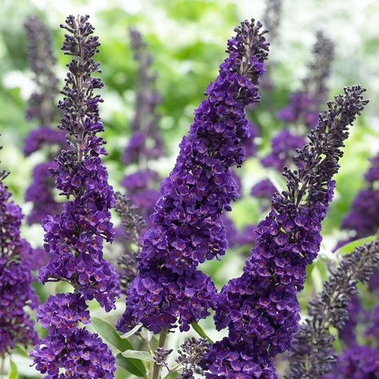 Summer lilac - 2 pcs. - Buddleja davidii 'Black Knight' - Height 30-40cm - ⌀17cm