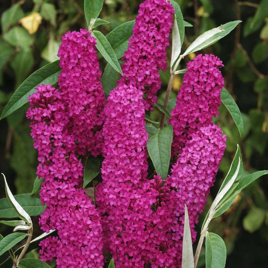 Summer lilac - 4 pcs. - Buddleja davidii 'Royal Red' - Height 30-40cm - ⌀17cm