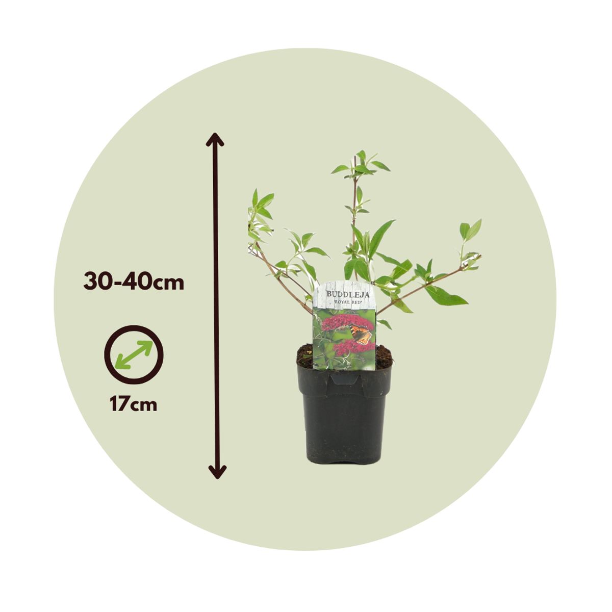 Summer lilac - 4 pcs. - Buddleja davidii 'Royal Red' - Height 30-40cm - ⌀17cm