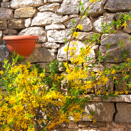Golden Bells - 2 pcs. - Forsythia intermedia 'Minigold' - Height 25-40cm - ⌀17cm