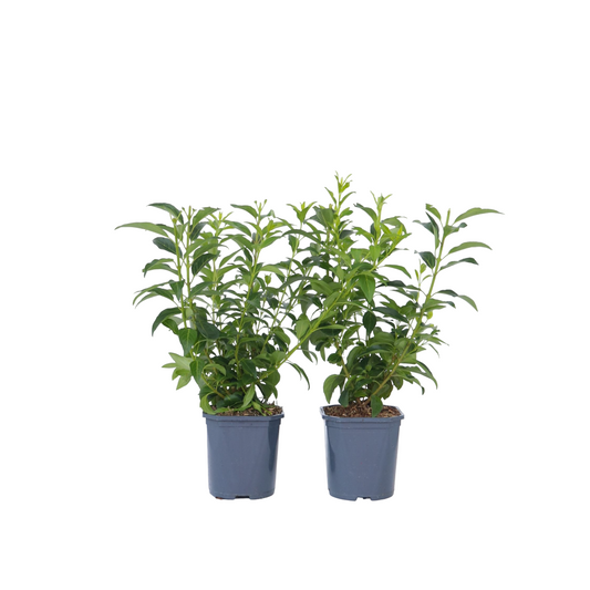 Golden Bells - 4 pcs. - Forsythia intermedia 'Minigold' - Height 25-40cm - ⌀17cm