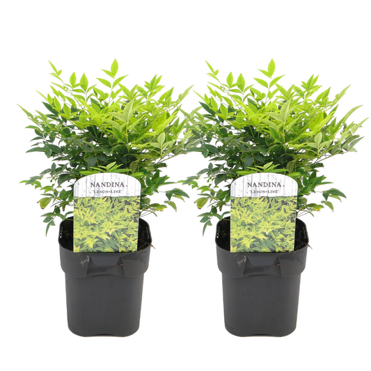 Heavenly Bamboo - 2 pcs. - Nandina domestica 'lemon Lime' - H25-40cm - ⌀17cm
