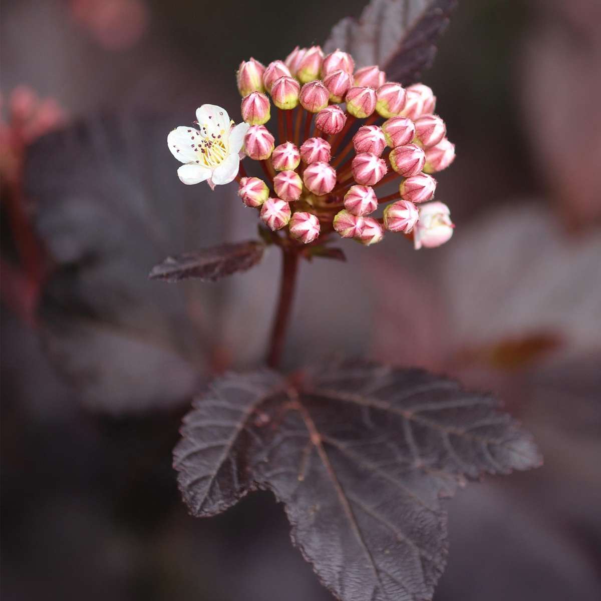 Ninebark - 4 pcs. - Physocarpus 'Lady in Red' - Height 30-40cm - ⌀17cm