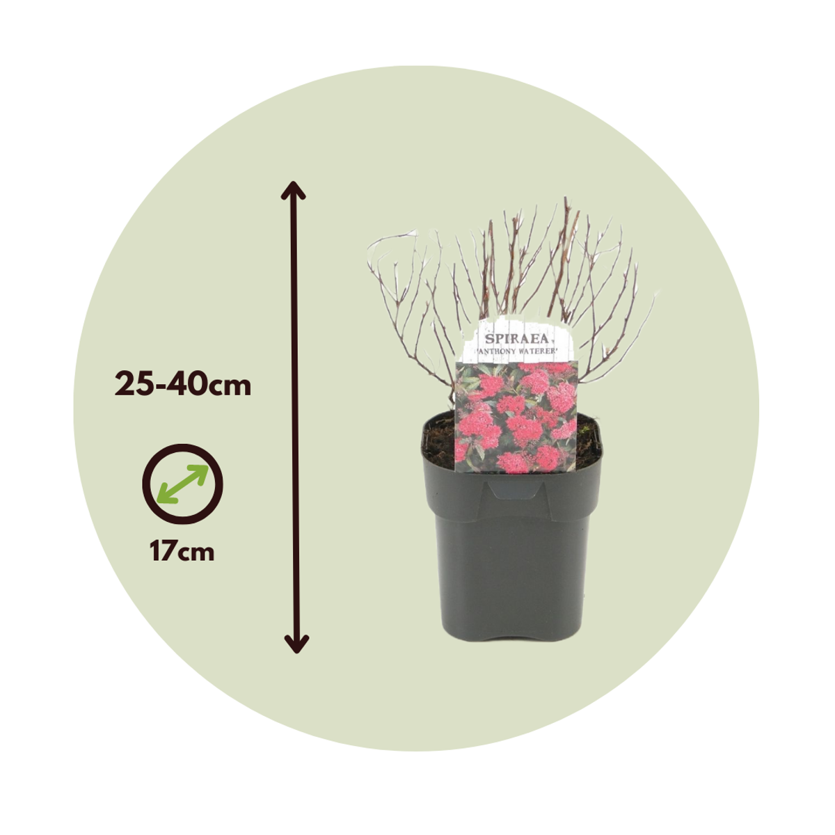 Japanese Spirea - 4 pcs. - Spiraea japonica 'Dark Pink' - Height 25-40cm - ⌀17cm