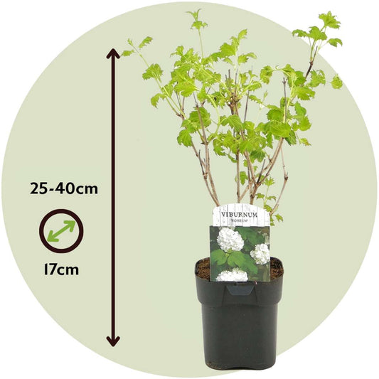 Laurustine - 4 pcs. - Viburnum opulus 'Roseum' - Height 25-40cm - ⌀17cm