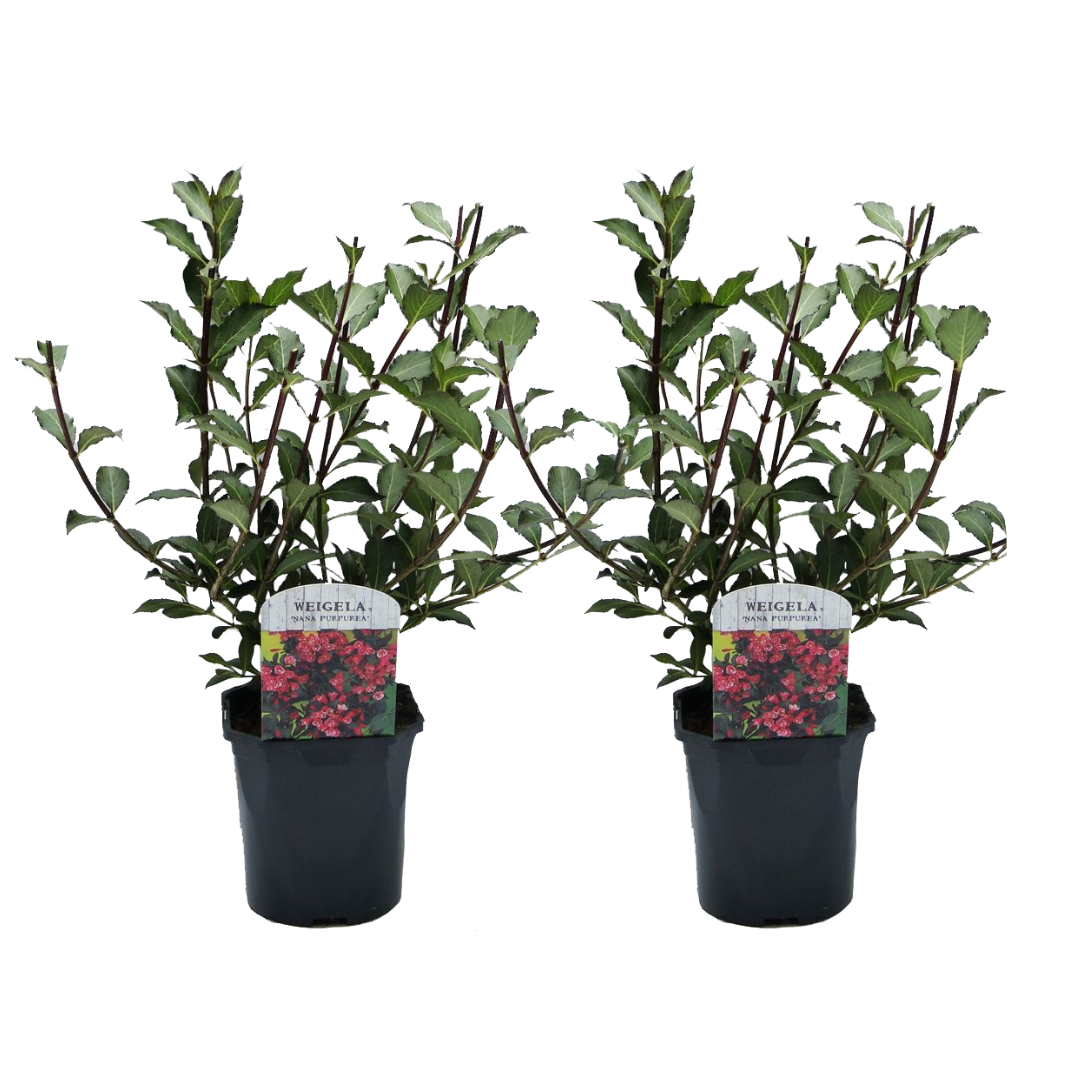Flowering Shrub - 2 pcs. - Weigela florida 'Nana Purpurea' - H25-40cm - ⌀17cm