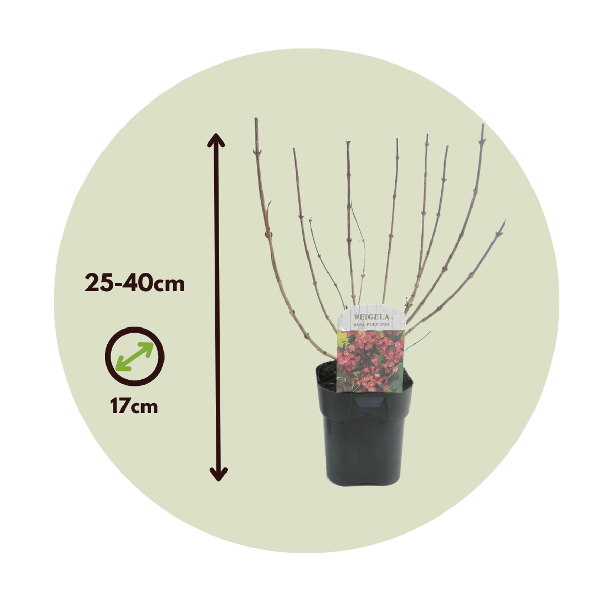 Flowering Shrub - 2 pcs. - Weigela florida 'Nana Purpurea' - H25-40cm - ⌀17cm