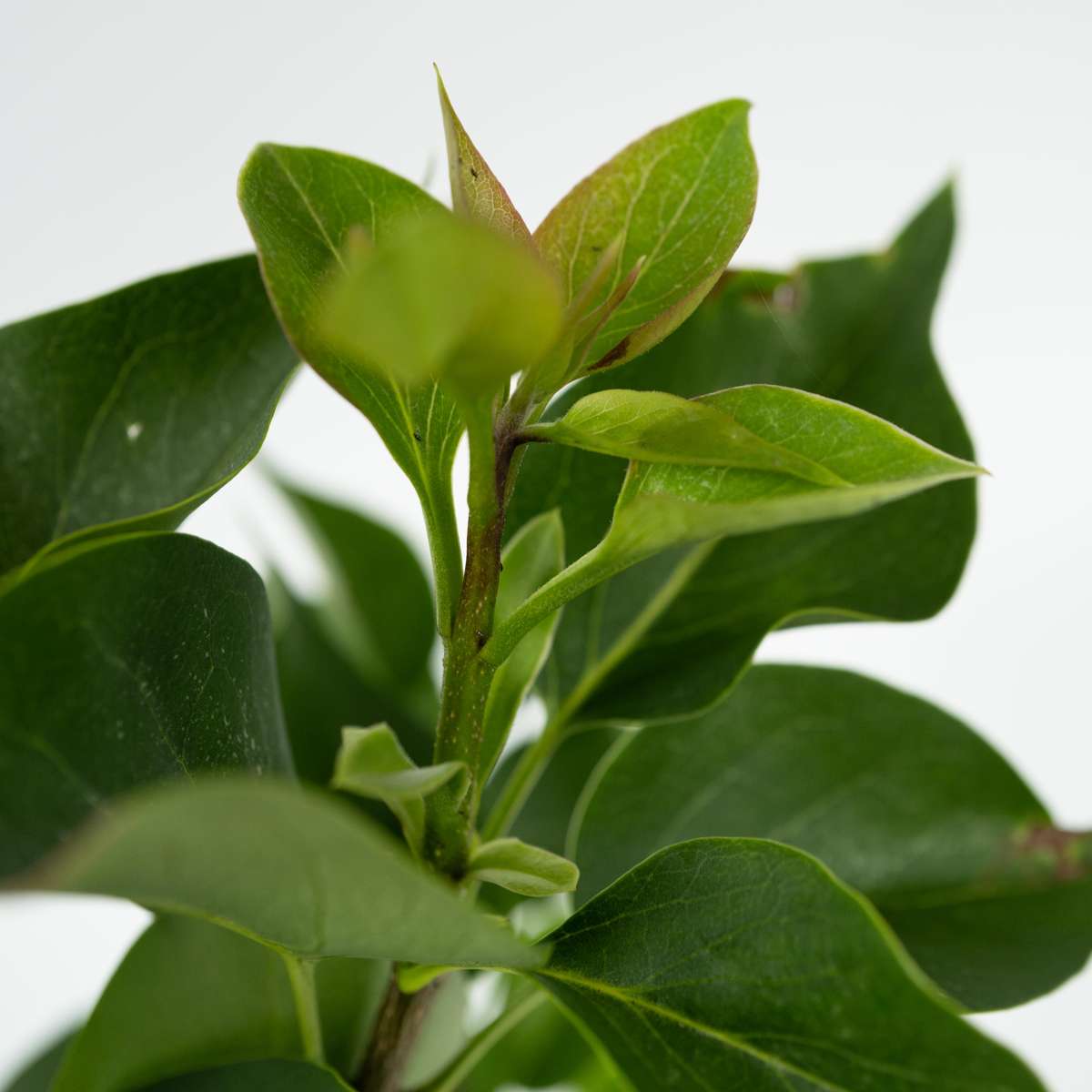 Lilac - 2 pcs. - Syringa vulgaris 'Ludwig Spath' - Height 25-40cm - ⌀17cm