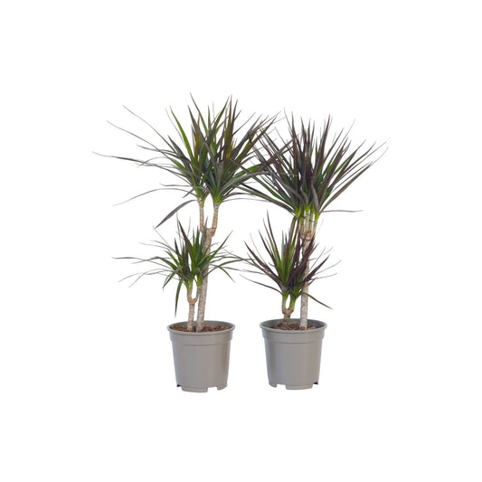Madagascar Dragon Tree - 2 pcs. - Dracaena marginata - Height 70-80cm - ⌀17cm