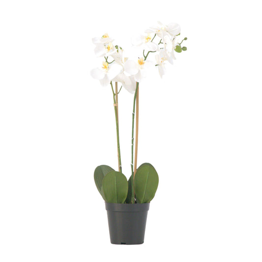 Artificial Phalaenopsis Orchid - Height 55cm