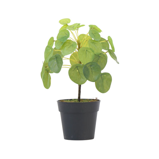 Artificial Pilea Peperomioides - Height 25cm