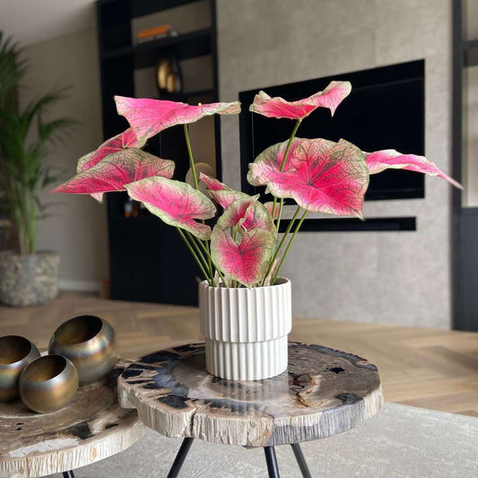 Artificial Caladium - Height 60cm