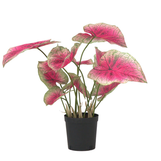 Artificial Caladium - Height 60cm