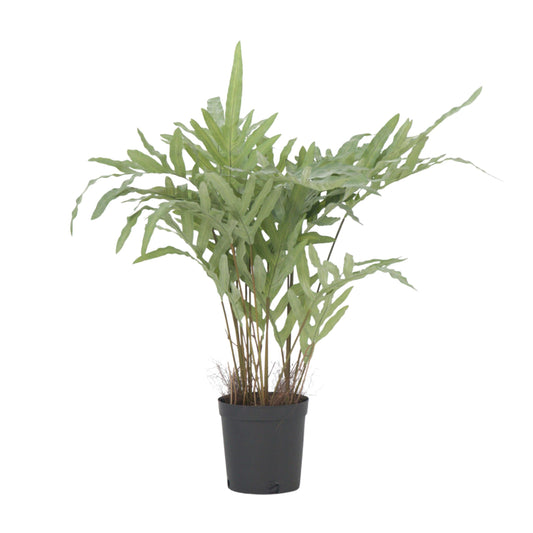 Artificial Phlebodium - Height 80cm