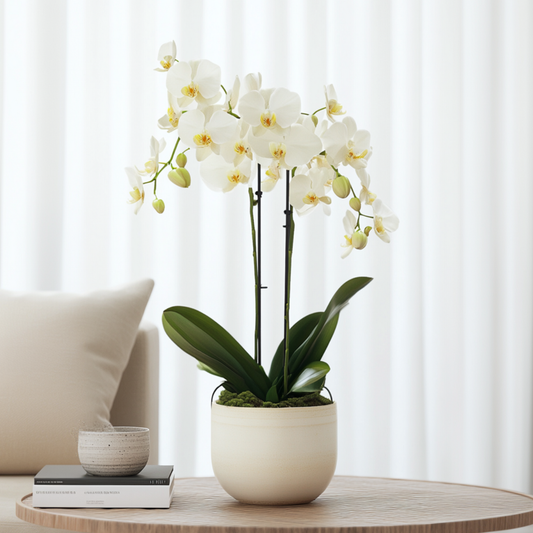 Moth Orchid - Phalaenopsis Multiflora with basket - Height 35-45cm - ⌀12cm