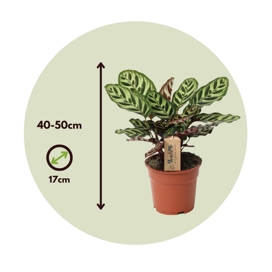 Prayer Plant - Calathea 'Makoyana' - Height 40-50cm - ⌀17cm