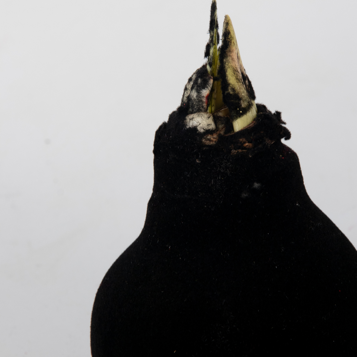 Amaryllis - Hippeastrum 'Velvet Black' - Flower Bulb - Red