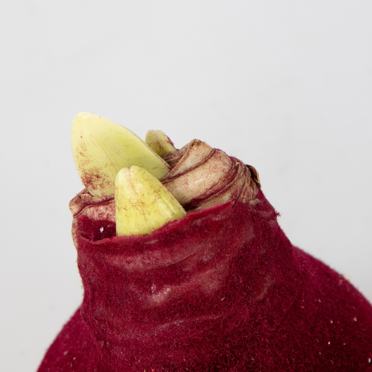 Amaryllis - Hippeastrum 'Velvet Bordeaux' - Flower Bulb - Red