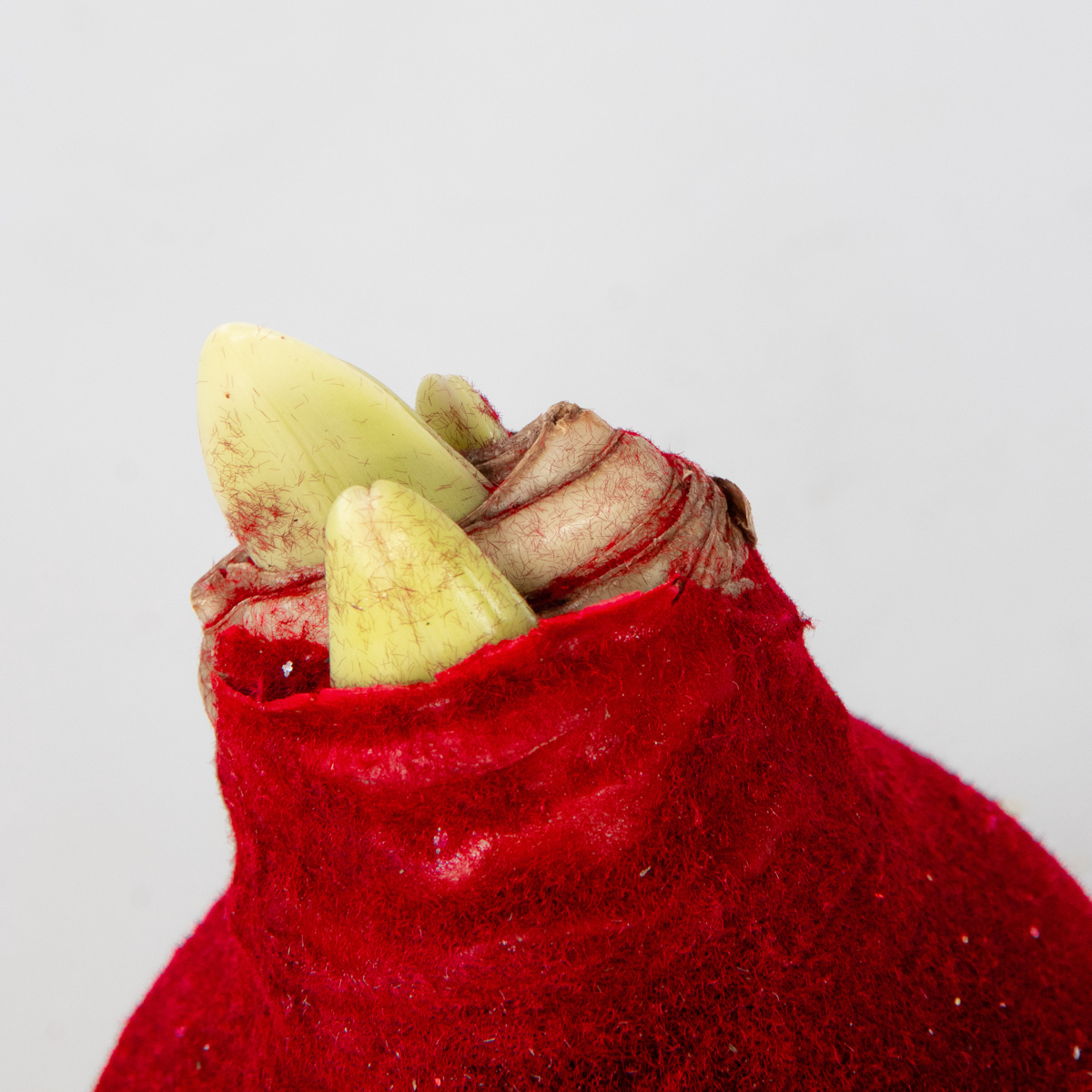 Amaryllis - Hippeastrum 'Velvet Red' - Flower Bulb - Red