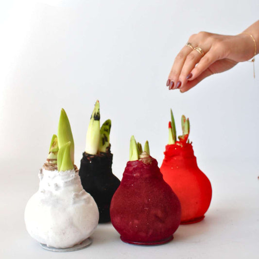 Amaryllis - Hippeastrum 'Velvet White' - Flower Bulb - White