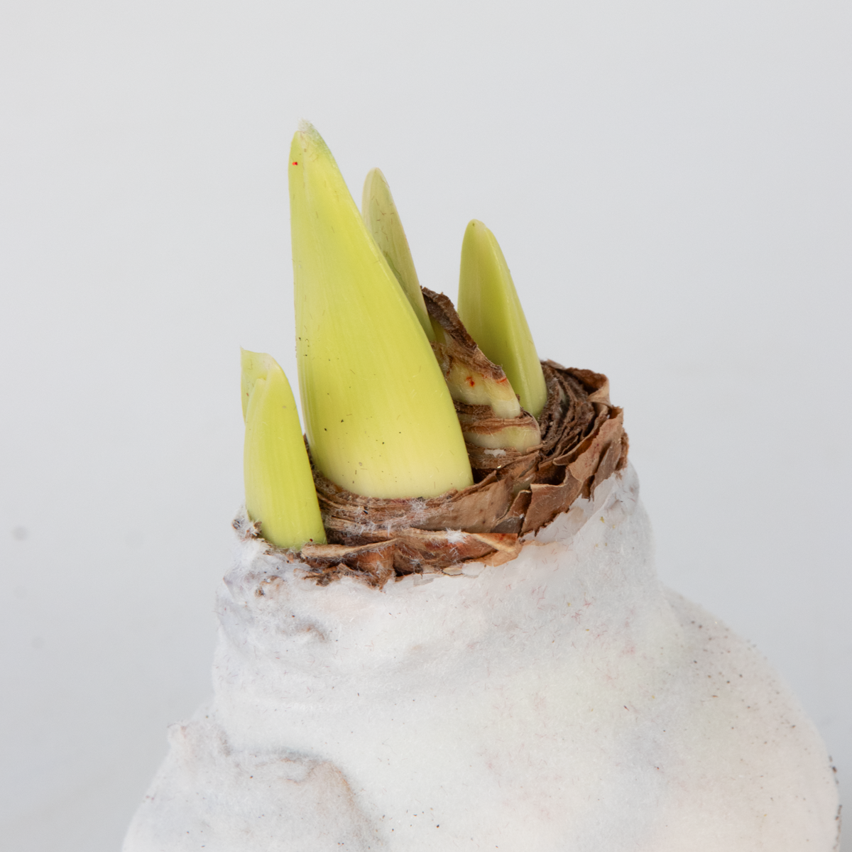 Amaryllis - Hippeastrum 'Velvet White' - Flower Bulb - White