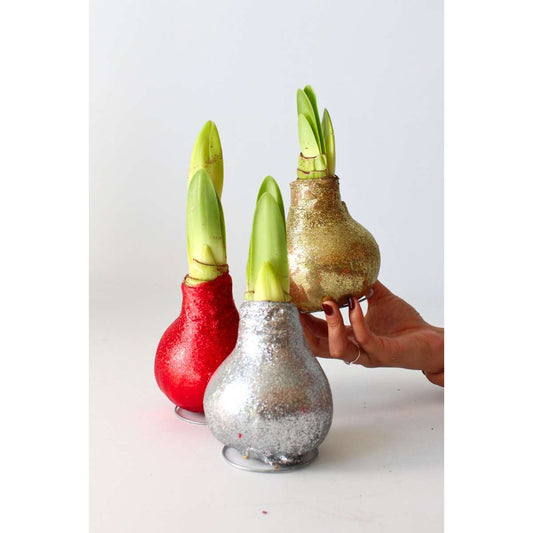 Amaryllis - Hippeastrum 'Glitter Gold' - Flower Bulb - Red